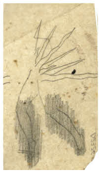 Visualizza l'immagine "FD D 2326"